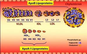 cholesterol