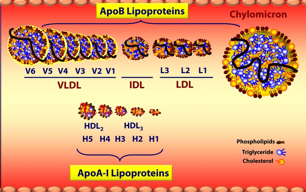 ldl cholesterol range