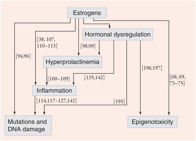 Estrogen Dominance