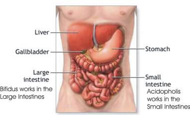 Anxiety and Gut Health