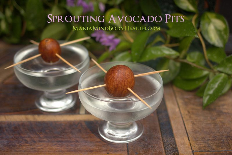 Sprouting Avocado Pits