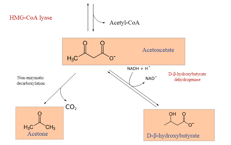 Testing for Ketones