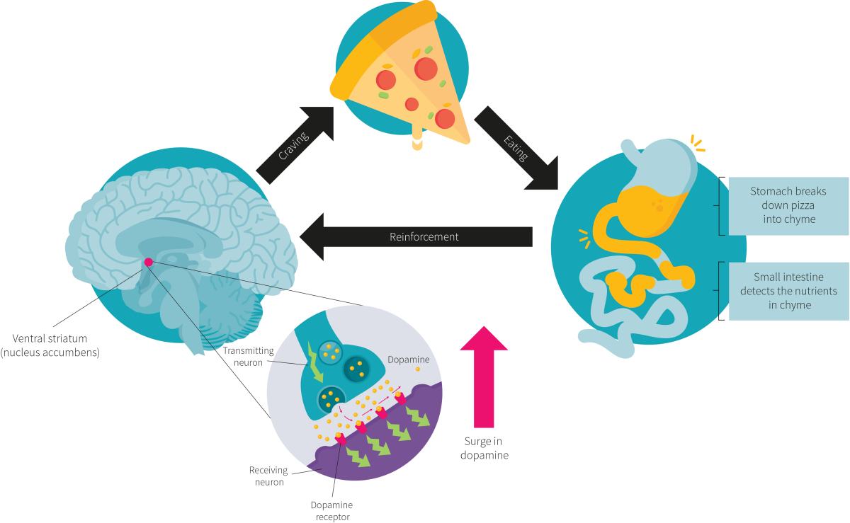 What Causes Cravings Maria Mind Body Health