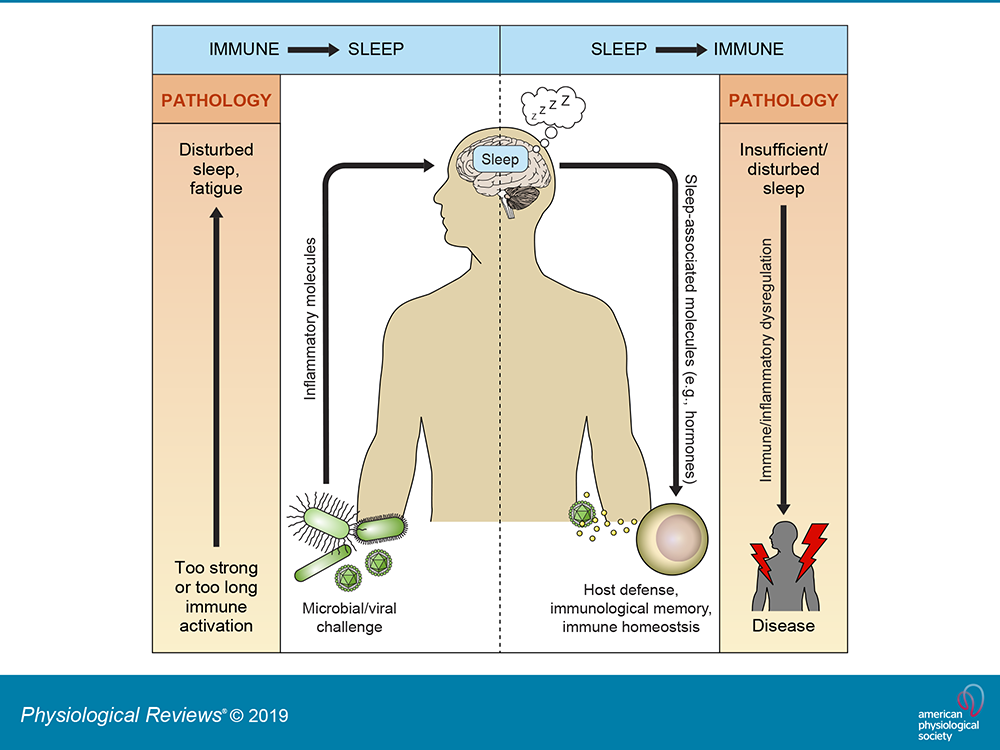 Sleep and Immune Health Maria Mind Body Health